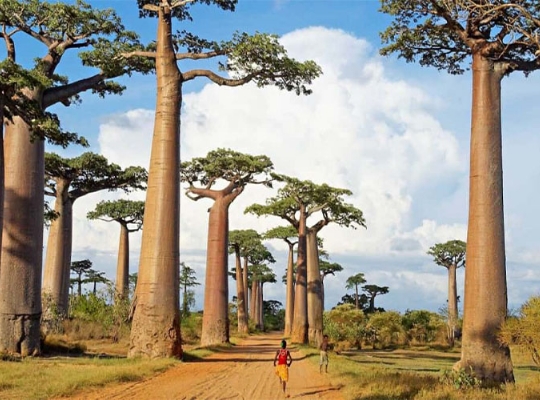 Madagaskar Vize İşlemleri