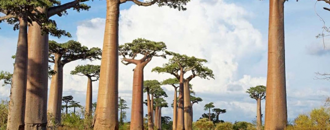 Madagaskar Vize İşlemleri